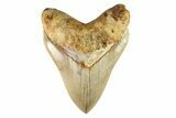 Serrated, Fossil Megalodon Tooth - Indonesia #279225-1